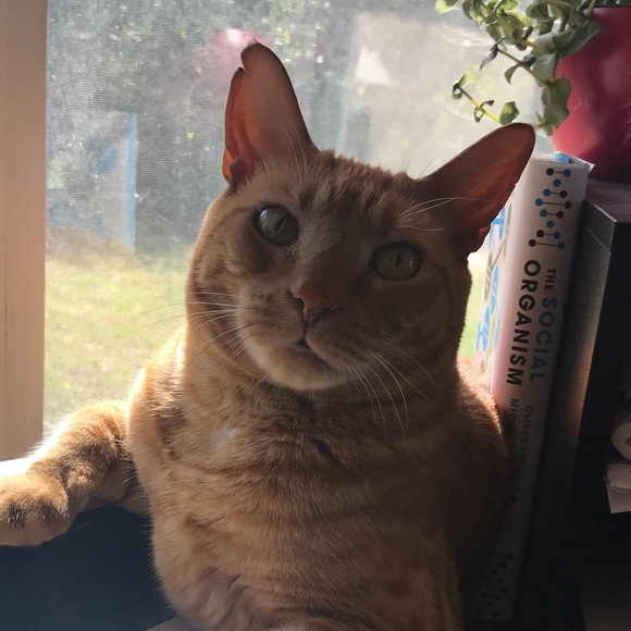 Meet your Posher, Laurel - Picture 1 of 1